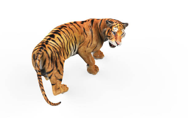 istock Dangerous Bengal Tiger with Clipping Path. 1032122424