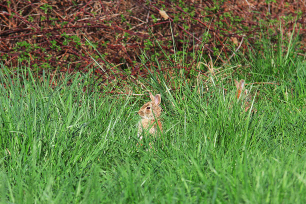 istock Small hares in the grass 1032122510