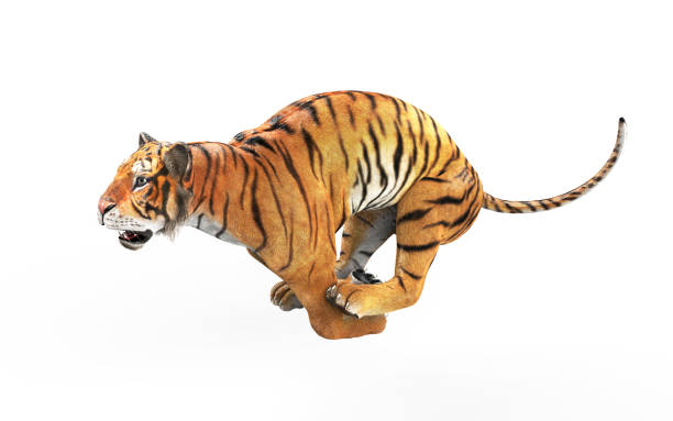 istock Dangerous Bengal Tiger with Clipping Path. 1032122568