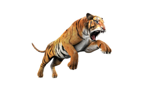 istock Dangerous Bengal Tiger with Clipping Path. 1032122572