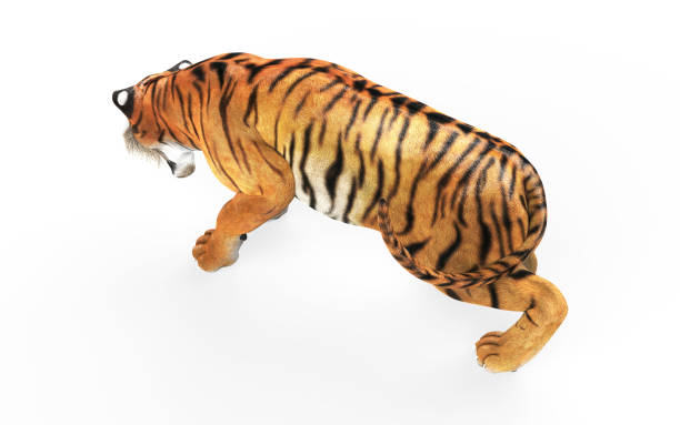 istock Dangerous Bengal Tiger with Clipping Path. 1032122592