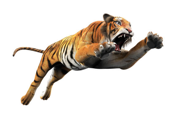 tigre de bengala perigoso com caminho de recorte. - tiger roaring danger power - fotografias e filmes do acervo