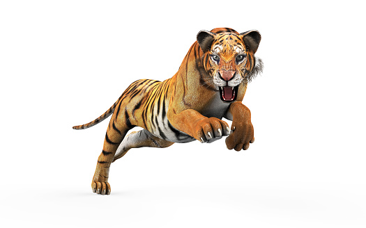 Dangerous Bengal Tiger Roaring and Jumping Isolated on White Background, with Clipping Path, 3d Illustration.