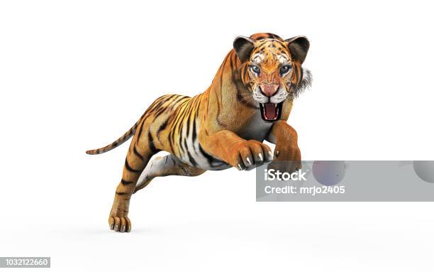 Dangerous Bengal Tiger With Clipping Path Stock Photo - Download Image Now - Tiger, Jumping, Animals Attacking
