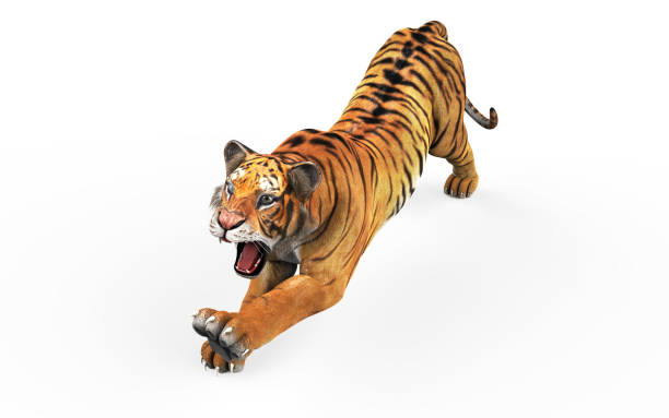 istock Dangerous Bengal Tiger with Clipping Path. 1032122682