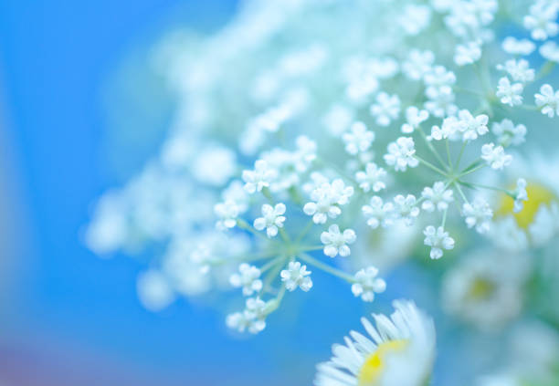 This close-up shot captures the intricate detail of a Leucanthemum vulgare, commonly known as an Oxeye Daisy. The bright yellow center contrasts with the surrounding white petals, creating a visually appealing image that evokes feelings of springtime and freshness.