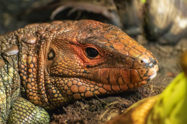 istock A single isolated Northern Caiman lizard. 1032126818