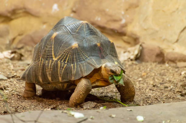 istock An isolated radiated tortoise eating a leaf. 1032127398
