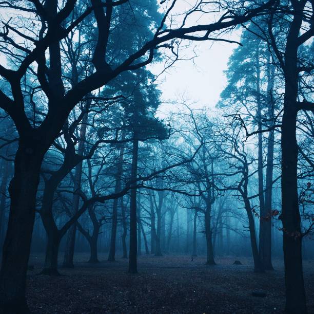 istock autumn misty landscape in the forest 1032132354