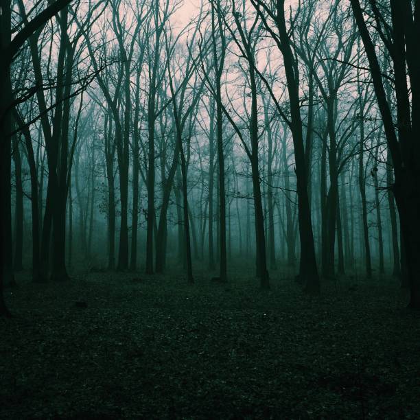 istock autumn misty landscape in the forest 1032132384