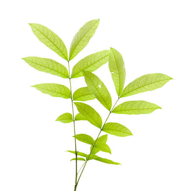 istock Green Leaves Isolated On White Background 1032132574