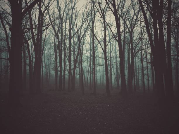 istock autumn misty landscape in the forest 1032132714