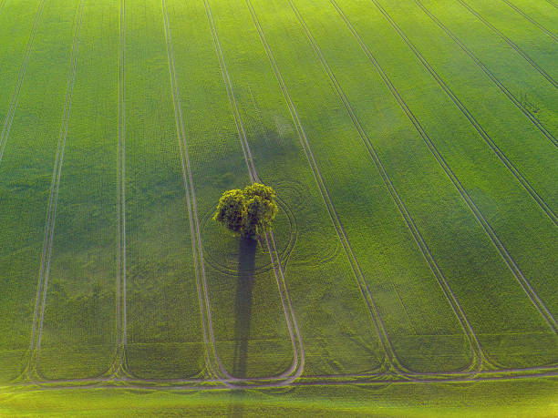 istock High Angle View Of Tree On Green Landscape 1032144232