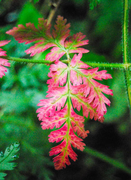 istock Contrast colors red and green leaves before falling from the tree 1032149314