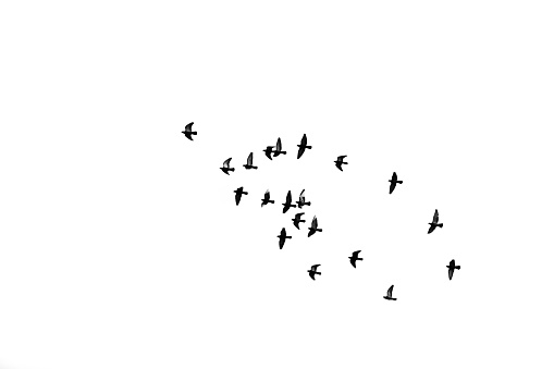 birds flying into sky