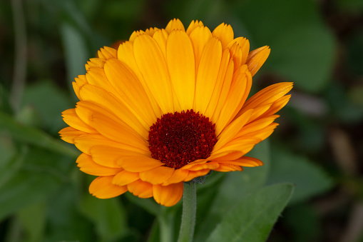 Gerbera flowers that are beautiful, vibrant colors, orange