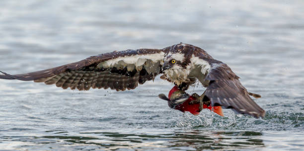 istock Panorama of osprey with salmon. 1032158524