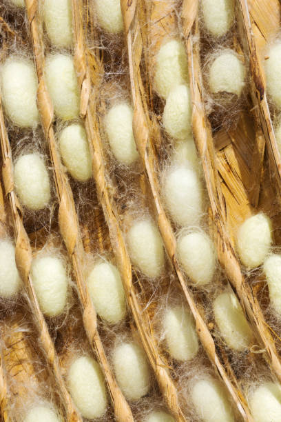 istock Silk Worm Cocoon In The Nest 1032162832