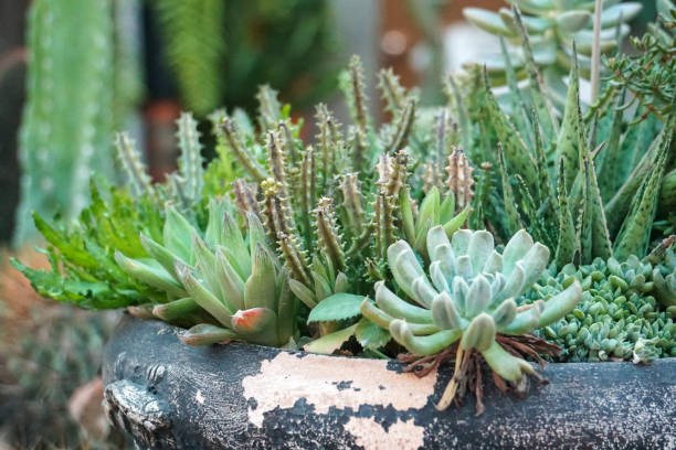 istock green cactus plants in pots, farm, garden 1032166520
