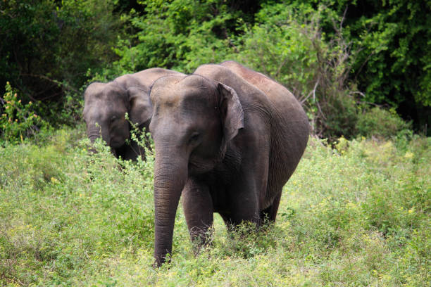 istock Asian Elephant - Sigiriya, Sri Lanka 1032166540