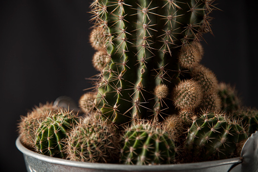 baby cactus, isolated on black background