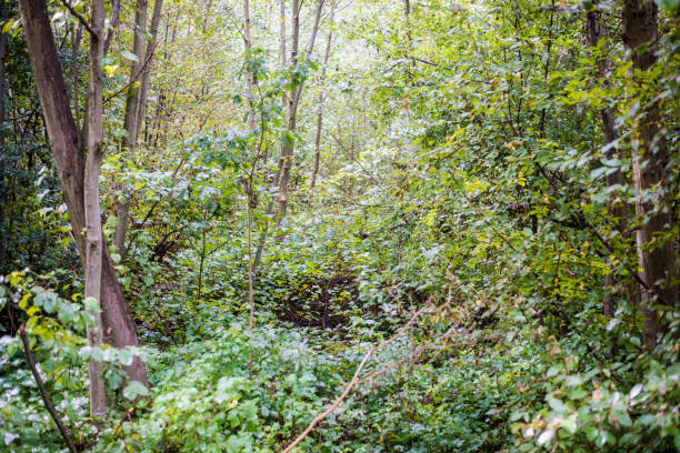 istock A forest landscape. Green leaves close-up, Latvia 1032169056