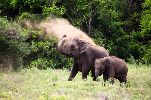 istock Asian Elephant taking a mud bath to cool down - Sigiriya, Sri Lanka 1032169542