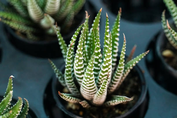 istock green cactus plants in pots, farm, garden 1032169656