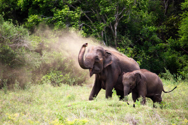 istock Asian Elephant taking a mud bath to cool down - Sigiriya, Sri Lanka 1032169680