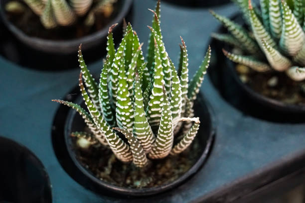 istock green cactus plants in pots, farm, garden 1032169728