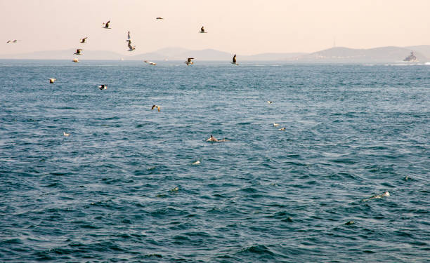 istock bosphorus, istanbul with seagulls and dolphins 1032170020