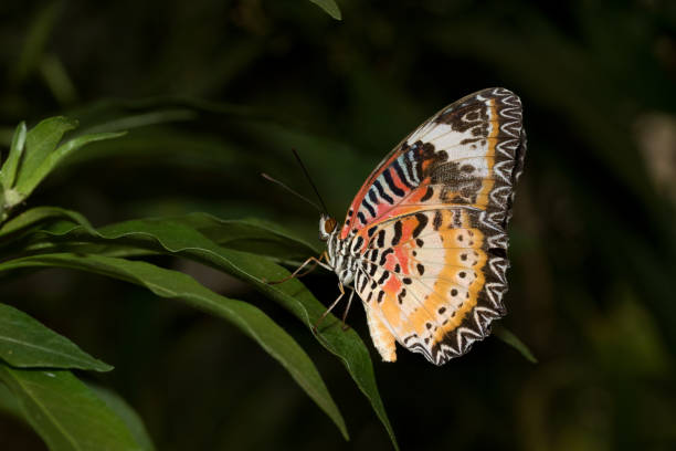 istock side view of a leopard net falter with closed wings sitting on a green leaf 1032170220