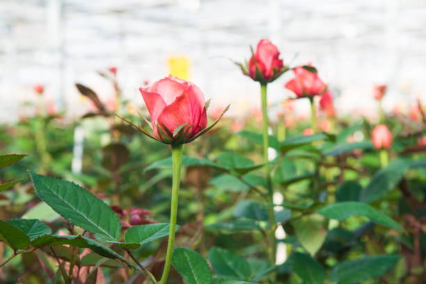close-up of a rose on a blurred floral background in a greenhouse