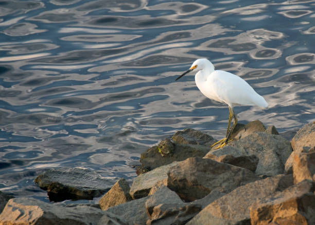 istock Snowy Egret At Water's Edge 1032170586