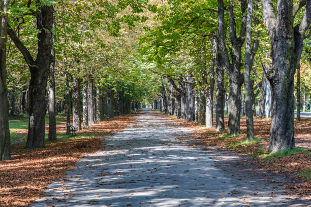 A serene park area with golden-leafed trees surrounded by vibrant green grass,