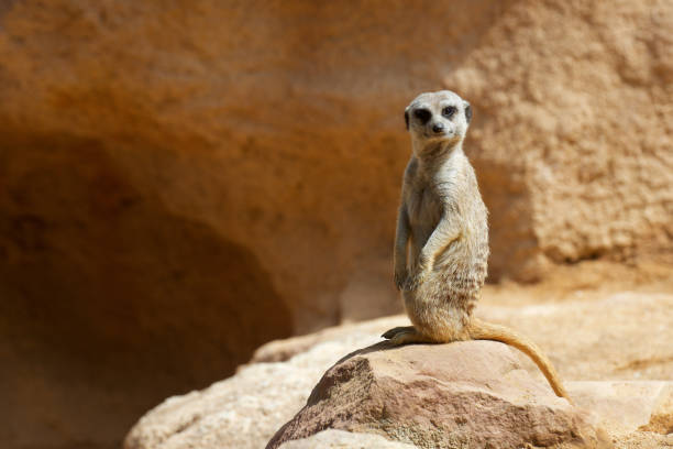 istock Meerkat in a zoo 1032175228