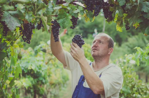 istock farmer harveting clusters of grapes outdoors in vineyard 1032178484