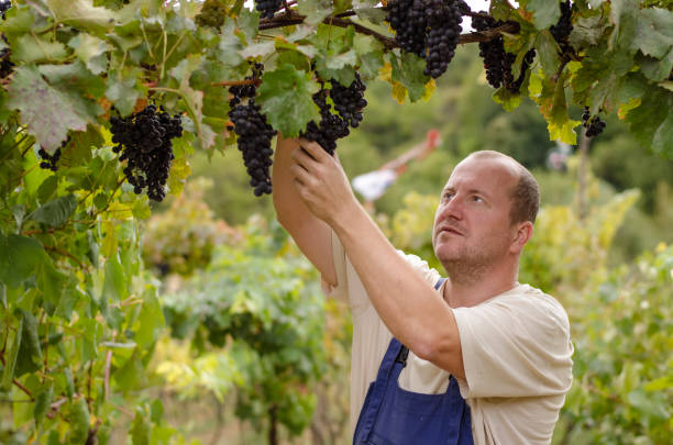 istock farmer harveting clusters of grapes outdoors in vineyard 1032178710