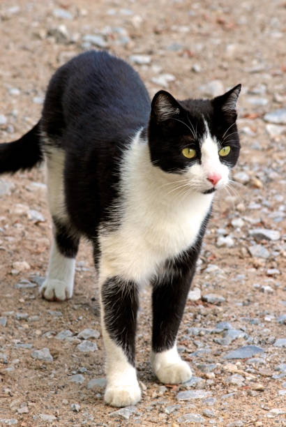 istock cute black and white cat, outdoors 1032178886