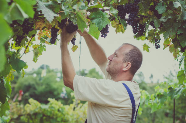 istock man in vineyard picking ripe vine grapes 1032178932