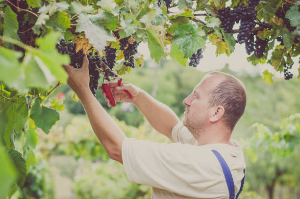 istock farmer harveting clusters of grapes outdoors in vineyard 1032178986