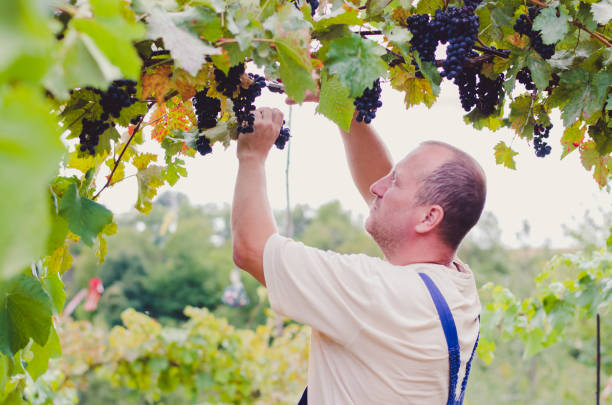 istock man in vineyard picking ripe vine grapes 1032179032