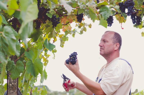 istock man in vineyard picking ripe vine grapes 1032179090