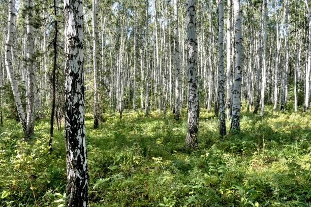 istock birch forest in summer in Sunny weather 1032179716