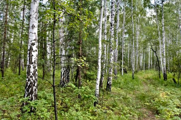istock birch forest in summer in Sunny weather 1032179746
