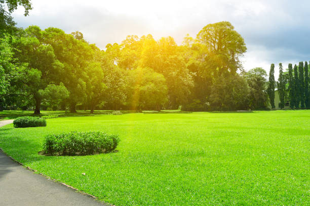 istock Picturesque summer park with large glade 1032180246