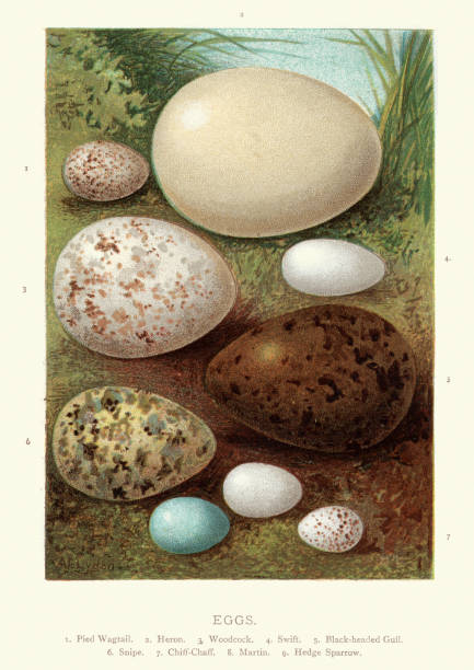 Birds eggs, Wagtail, Heron, Woodcock, Swift, Gull, Snipe Chiff-chaff, Martin Vintage engraving of a Birds eggs, Pied Wagtail, Heron, Woodcock, Swift, Black headed Gull, Snipe Chiff-chaff, Martin, Hedge Sparrow wader bird stock illustrations