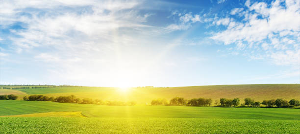 bright dawn over corn field. - panoramic scenics landscape horizon imagens e fotografias de stock