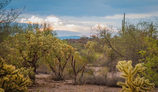 istock Arizona Desert Beauty 1032184482