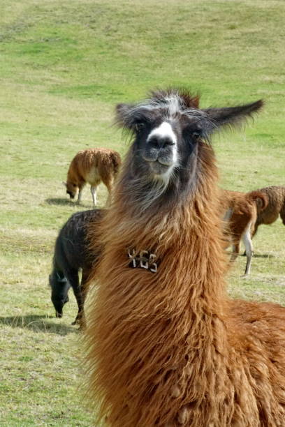 istock Close up of a brown llama 1032185124